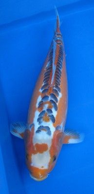 an orange and white koi fish swimming in blue water