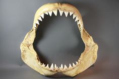 a fake shark's mouth with sharp teeth on a gray surface, in front of a black background