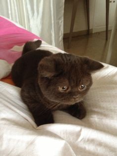 a black cat laying on top of a bed next to a pink pillow and white sheets