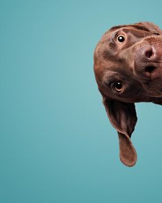 a brown dog looking up at the camera