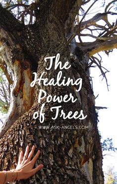 Tap Into The Healing Power of Trees...   Click to learn more!   #askangels #healingtrees #tree #healing Usui Reiki, Reiki Healer, Reiki Symbols, Forest Bathing, Energy Medicine, Vibrational Energy, Reiki Master, Healing Power, Spiritual Guidance