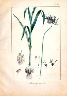 an antique botanical illustration of corn and garlic