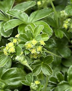 some green leaves and yellow flowers in the grass