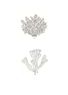 two drawings of corals on a white background