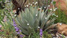 a large cactus plant with white flowers in the foreground and rocks in the background