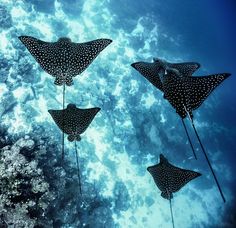 three spotted manta rays swimming in the ocean