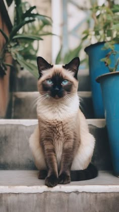 a siamese cat sitting on some steps next to potted plants and blue pots