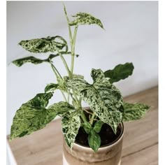 a potted plant sitting on top of a wooden table