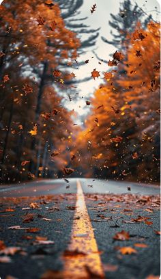 an empty road surrounded by trees and falling leaves