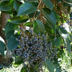 the fruit is hanging from the tree in the sunlit area, and it looks like they are ready to be picked