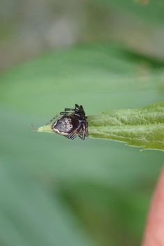 a spider sitting on top of a green leaf