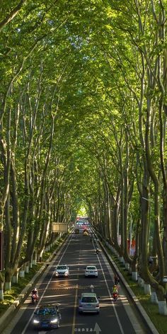 cars are driving down an empty street lined with trees in the middle of the road