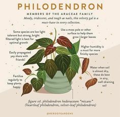 a poster with some plants in it and the words philodendron on it