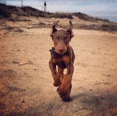 a brown dog running across a sandy beach