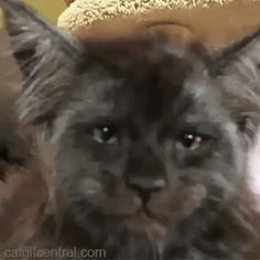 a close up of a cat with a hat on top of it's head