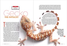 the gecko is sitting on top of an article