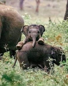 an adult elephant standing next to a baby elephant on top of it's back