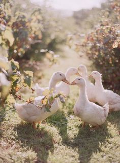 three ducks are standing in the grass near bushes