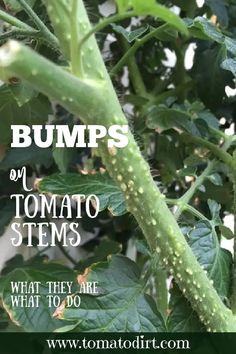 a close up of a plant with lots of green leaves and the words bumps on tomato stems