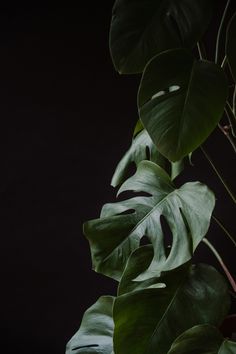 a plant with large green leaves against a black background