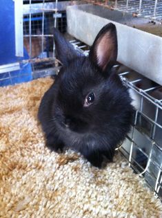 a small black rabbit sitting on top of a rug in front of a caged area