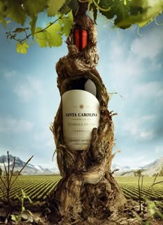 a bottle of wine sitting in the middle of a tree with vines growing on it