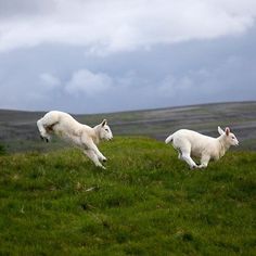 two white sheep running on a grassy hill