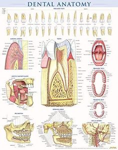 Vincent Perez, Dental Surgery Food, Teeth Tips, Sensitive Teeth Remedy, Dental Implants Cost