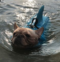 a dog in the water wearing a life jacket