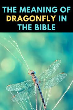 the meaning of dragonfly in the bible