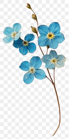 blue flowers on a white background with no background, hd png and psd