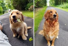 two dogs sitting on the side of a road next to a person laying down with a leaf in their mouth