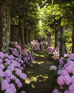 pink and white flowers line the path between two rows of trees in an open area