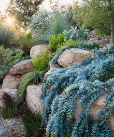 some very pretty plants by some big rocks