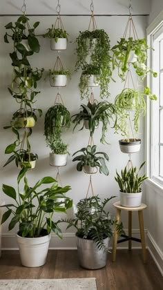 several potted plants are hanging on the wall