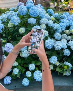 a woman taking a photo with her cell phone in front of blue hydrangeas