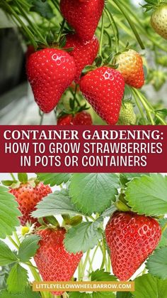 strawberries growing on the plant with text overlay that says container gardening how to grow strawberries in pots or containers