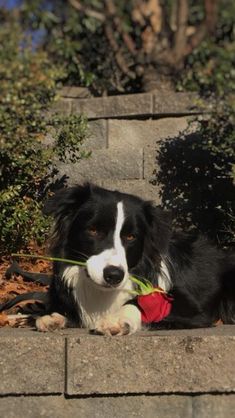 a black and white dog with a flower in it's mouth laying on the ground