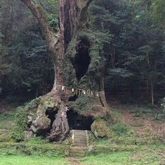 a large tree in the middle of a forest