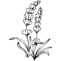 lavender flowers are shown in this black and white drawing, which is part of an illustration