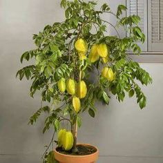 a potted plant with yellow fruit hanging from it