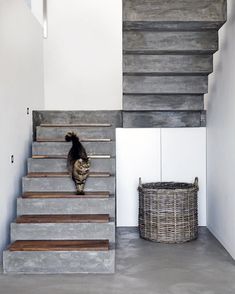 a cat walking up some stairs in a house