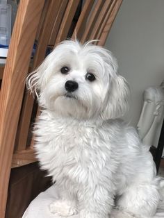 a small white dog sitting on top of a wooden chair