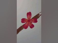 a single red flower sitting on top of a branch