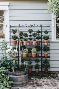 potted plants are arranged on a metal rack