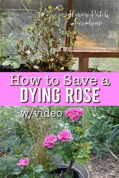 a potted plant with pink flowers in it and the words how to save a dying rose