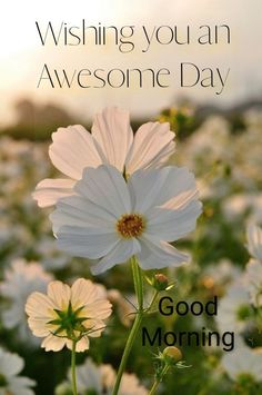 a field full of white flowers with the words wishing you an awesome day on it