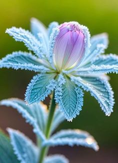 a close up of a flower with water droplets on it