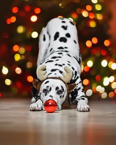 a dalmatian dog playing with a red ball in front of a christmas tree