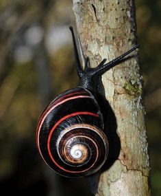 a close up of a snail on a tree